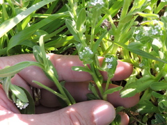 Myosotis verna
