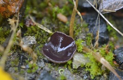 Malvipezia pauli