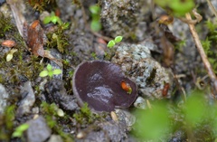 Malvipezia pauli