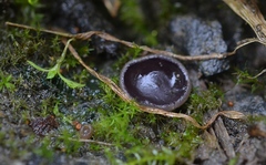 Malvipezia pauli