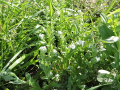 Myosotis verna