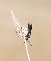 Laeviscolia frontalis