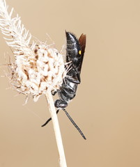 Laeviscolia frontalis