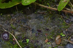 Malvipezia pauli