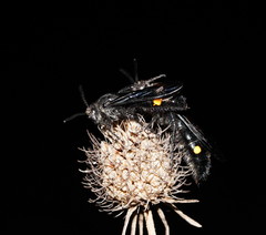 Laeviscolia frontalis