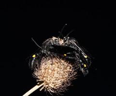 Laeviscolia frontalis