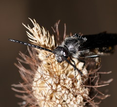 Laeviscolia frontalis