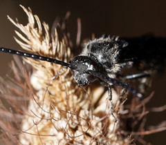 Laeviscolia frontalis