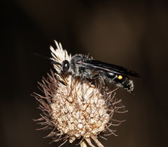 Laeviscolia frontalis