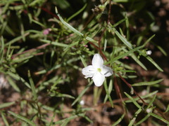 Gayophytum diffusum