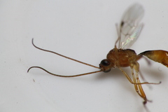 Meteorus pulchricornis