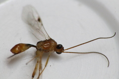 Meteorus pulchricornis