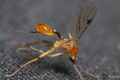 Meteorus pulchricornis