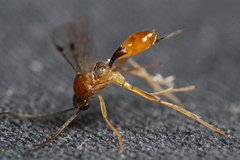 Meteorus pulchricornis