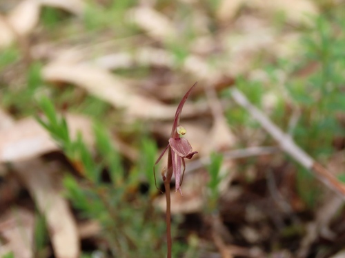 Image of Cyrtostylis reniformis by (c) Elspeth Swan, some rights reserved (CC BY)