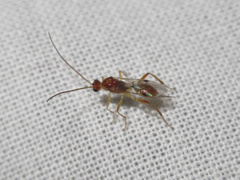 Meteorus pulchricornis