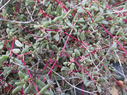 Image of Trianthema parvifolium by no rights reserved
