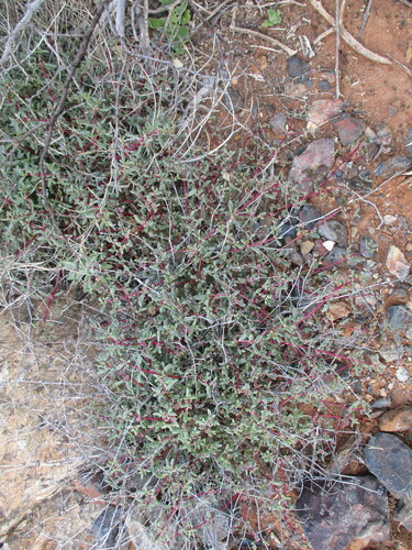 Image of Trianthema parvifolium by no rights reserved