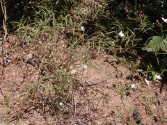 Gayophytum diffusum