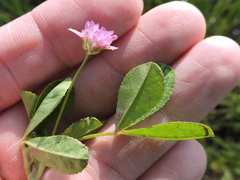 Trifolium resupinatum