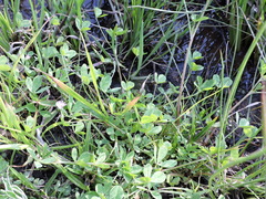 Trifolium resupinatum