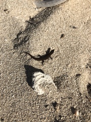 Sphaerodactylus argus