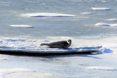 Pagophilus groenlandicus