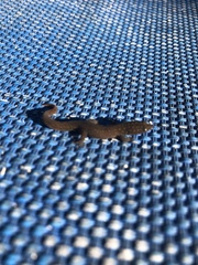 Sphaerodactylus argus