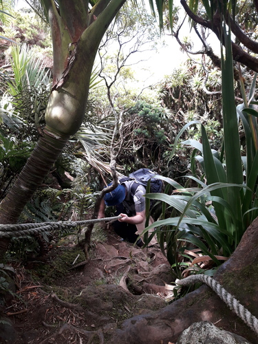 Little Mountain Palm (Lepidorrhachis mooreana)