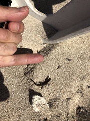 Sphaerodactylus argus