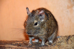 Octodon degus