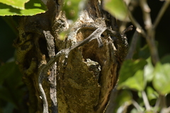 Mokopirirakau southern north island