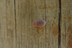 Coelostomidia zealandica