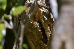 Mokopirirakau southern north island
