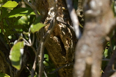 Mokopirirakau southern north island
