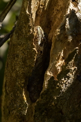Mokopirirakau southern north island