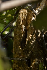 Mokopirirakau southern north island