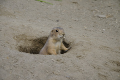 Cynomys ludovicianus