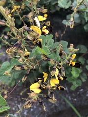 Rhynchosia atropurpurea