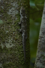 Mokopirirakau southern north island