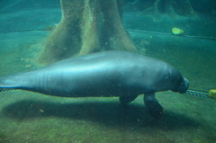 Trichechus inunguis