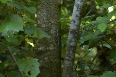 Mokopirirakau southern north island