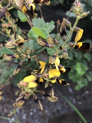 Rhynchosia atropurpurea