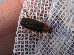 Atalantycha bilineata