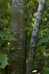 Mokopirirakau southern north island