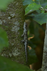 Mokopirirakau southern north island