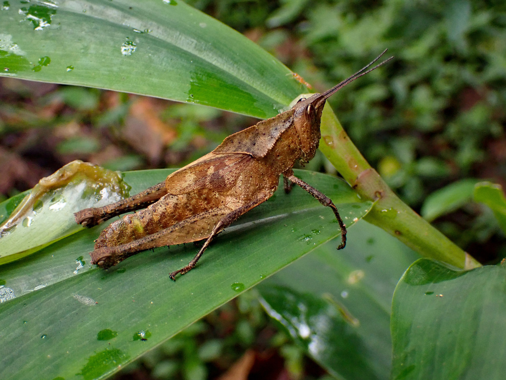Colpolopha metae