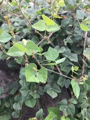 Rhynchosia atropurpurea