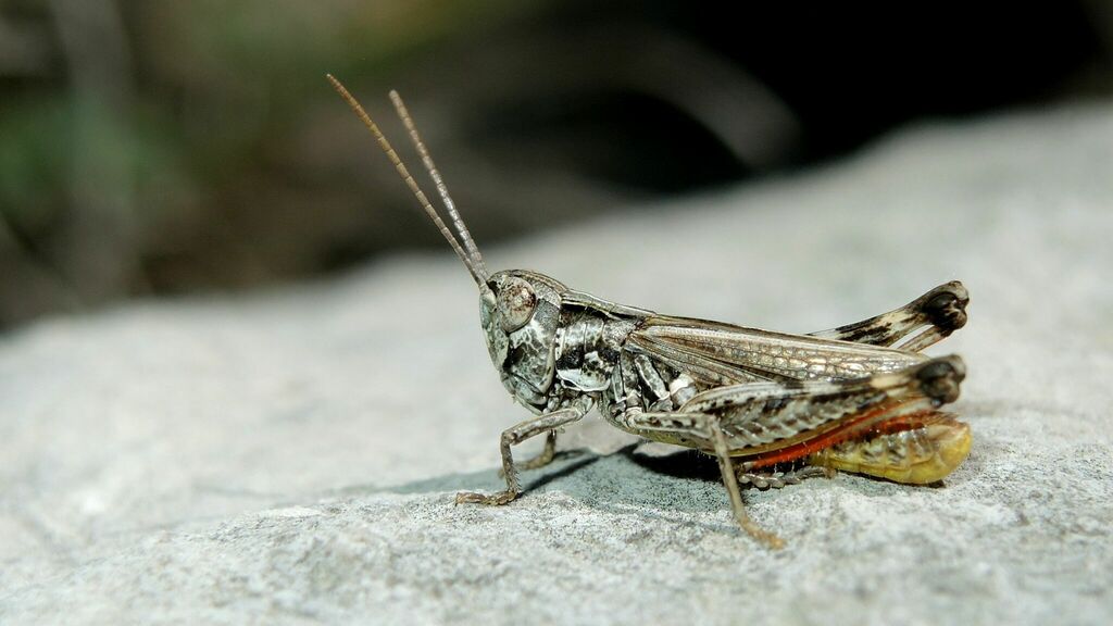 Reissinger's Grasshopper