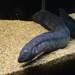 South American Lungfish - Photo (c) Ivan Khh, some rights reserved (CC BY-NC), uploaded by Ivan Khh